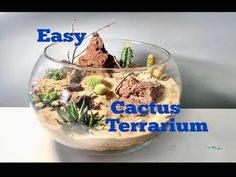 an easy diy cactus terrarium with rocks and succulents in it