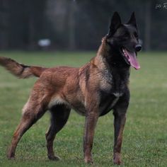 a dog standing in the grass with its tongue out and it's mouth open