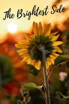 a sunflower in the foreground with other flowers and trees in the background at sunset