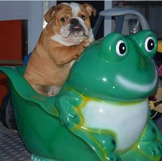 a bulldog riding on top of a green frog statue with eyes wide open and tongue out