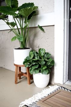 two potted plants sitting next to each other on a porch with a rug underneath them