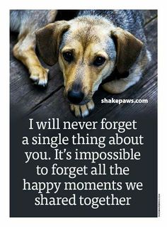 a dog laying on top of a wooden floor next to a quote that says i will never forget a single thing about you