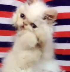 a small white kitten sitting on top of a red, white and blue striped wall