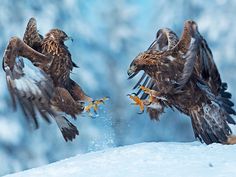 Gepind van kepguru Wallpaper Eagle, Snow Animals, Action Photography, The Snow