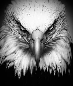 an eagle's head is shown in black and white