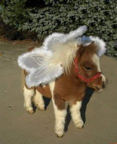 a small pony with angel wings on it's back