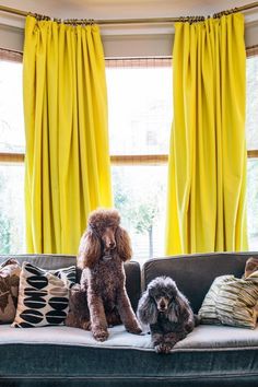 two poodles sitting on a couch in front of yellow curtains