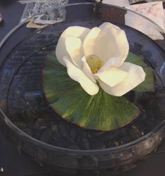 a white flower sitting on top of a glass bowl filled with waterlily leaves