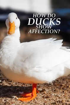 a white duck standing on top of a sandy ground next to the words how do ducks show affection?