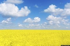 a field full of yellow flowers under a blue sky with white clouds in the background