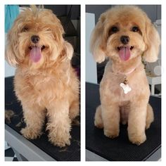 two pictures of a dog with its tongue hanging out sitting on a table and looking at the camera