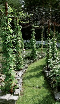 an outdoor garden with lots of green plants