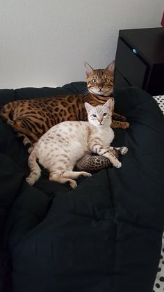 two cats sitting on top of a couch next to each other