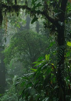 Plant Rain Aesthetic, Tropical Rain Forest Aesthetic, Jungle Astethic, Tropical Plants Aesthetic, Lush Forest Aesthetic, Castaway Aesthetic, Tropical Forest Aesthetic, Tropical Rainforest Aesthetic, Rain Nature Aesthetic