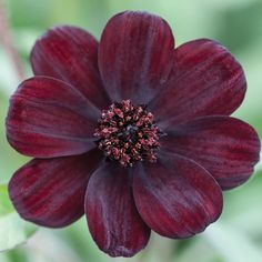 a close up of a flower with green leaves in the background and red petals on it