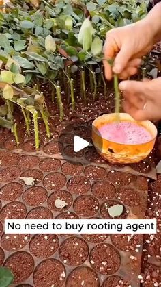 Wine Drop, Fire Pit Landscaping, Gardening Flowers, Plant Roots, Camping Ideas, Flowers Perennials, Small Backyard Landscaping, Small Backyard, Garden Inspiration