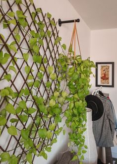 a green plant hanging on a wall next to a coat rack