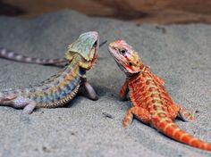 two small lizards are playing in the sand