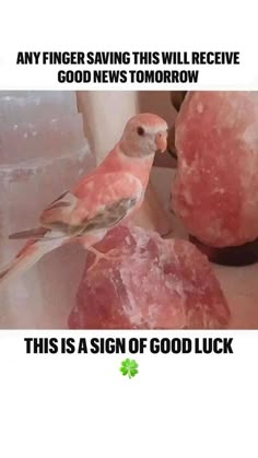 a bird sitting on top of a rock next to some pink rocks and text that reads, any fingering this will receive good news tomorrow