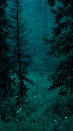 a forest filled with lots of tall trees under a cloudy blue sky at night time