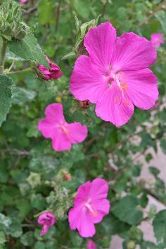 pink flowers are blooming in the garden