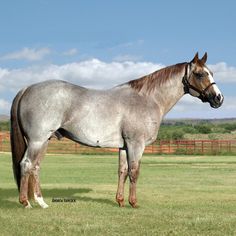 a brown and white horse standing on top of a lush green field