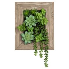 an arrangement of succulents in a wooden frame on a white background,