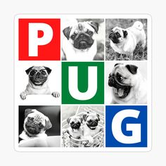 four pug pictures with the words pug in different languages sticker on a white background