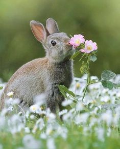 a rabbit smelling a pink flower in the grass