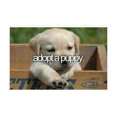 a puppy sitting in a wooden crate with its paws on the top of it's head