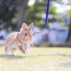 a small rabbit on a leash running through the grass with it's ears up