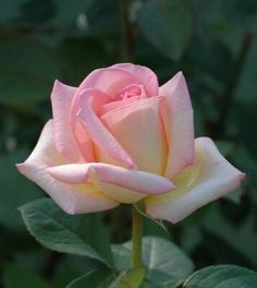 a pink rose with green leaves in the background