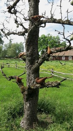 several birds perched on the branches of a tree in a grassy field near a barn