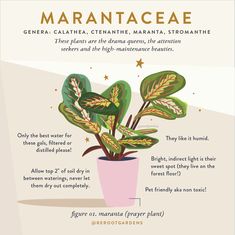 a potted plant with green leaves in it and the words marantacaae above it