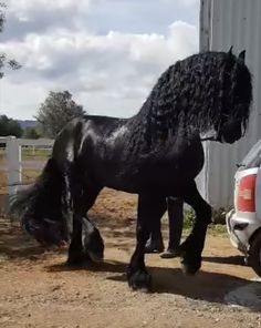 a black horse standing next to a white truck