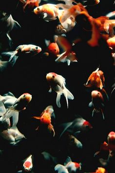 many goldfish are swimming in an aquarium