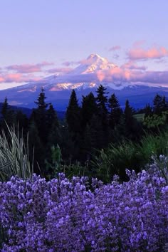 purple flowers in the foreground with a snow - capped mountain in the background