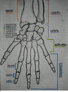 a drawing of a hand with different parts labeled on it