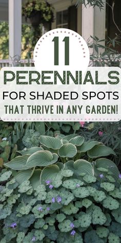 Poster showing lush green hostas and purple flowers in a garden. Text reads "11 Perennials for Shaded Spots That Thrive in Any Garden!" Backyard Trees Landscaping, Shade Perennial Garden, Low Maintenance Perennials, Perennials For Shade, Landscaping Border, Frugal Gardening, Japanese Painted Fern, Easy Perennials, Landscape Borders