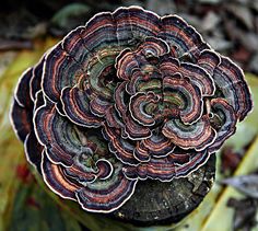 a group of mushrooms growing on top of a tree stump