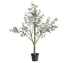 an olive tree in a black pot with white flowers on the top and green leaves