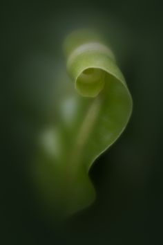 a blurry photo of a green plant