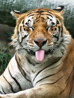 a close up of a tiger laying on the ground with it's tongue hanging out