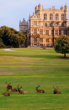 several deer laying in the grass near a large building