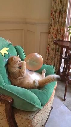 an orange cat playing with a frisbee on a green chair in a living room