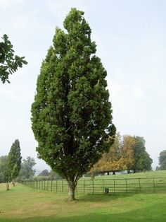 a large tree in the middle of a grassy field with a fence around it and trees on either side