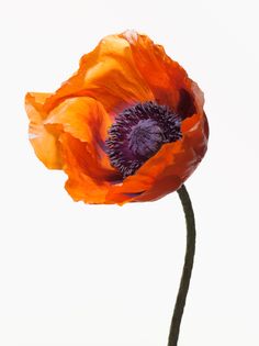 an orange and purple flower on a white background