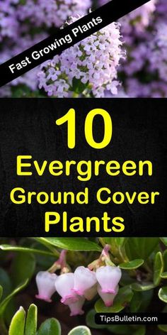 the top ten evergreen ground cover plants