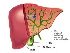 Milk Thistle Benefits, Gallbladder Attack, Gallbladder Cleanse, Gallbladder Diet, Bile Salts, Bile Duct, Future Job, Liver Detox