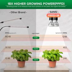 two plants are shown in different stages of growth and the same size is compared to each other